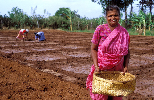 Woman with basket in an irrigated field