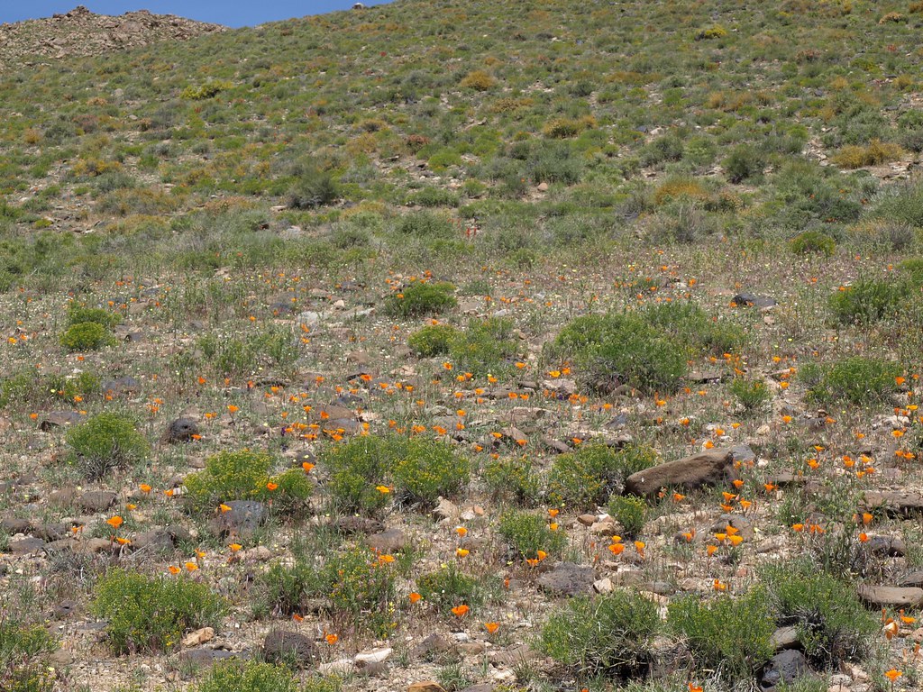 desert mariposa, Calochortus kennedyi var. kennedyi mass bloom