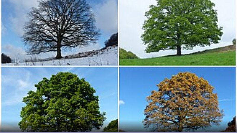 Lazio: pagelle della stagione 2007 - Novità