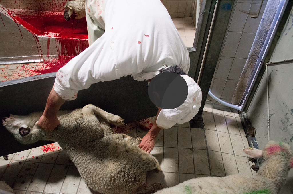 Essere Animali DENTRO le mura di un macello di agnelli