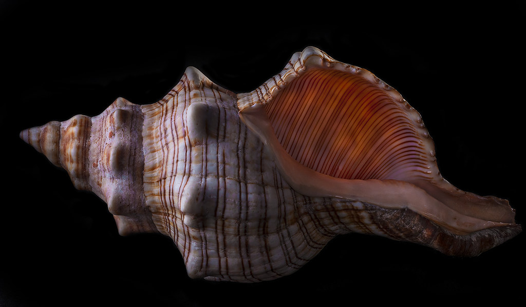 Nature's Curved Design