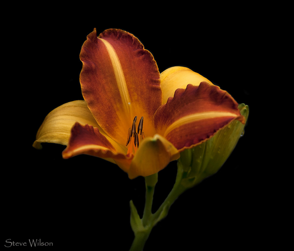 Beauty on Black