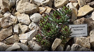 Biodiversità: lo stato nel 2009 - Approfondimento