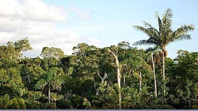 Foreste: la deforestazione nel 2010