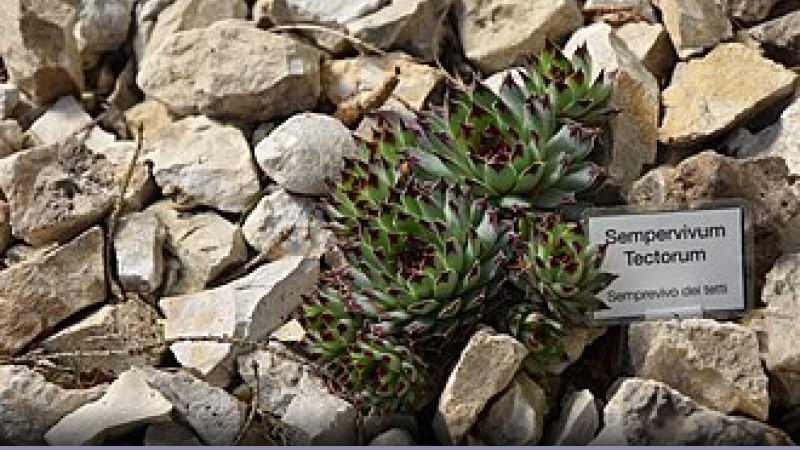 Biodiversità: lo stato nel 2010 - Approfondimento