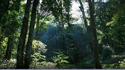 Foreste: la deforestazione nel 2010: cosa sapere
