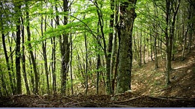 Foreste: la deforestazione nel 2010 - Novità