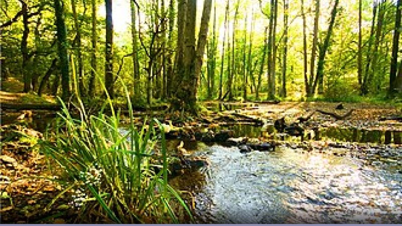 Foreste: la deforestazione nel 2011