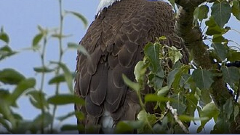 Biodiversità: lo stato nel 2012 776