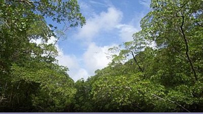 Foreste: la deforestazione nel 2014