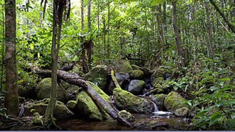 Foreste: la deforestazione nel 2015