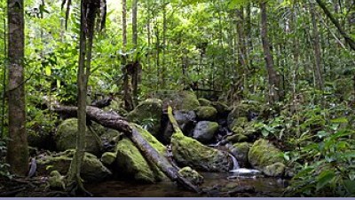 Foreste: la deforestazione nel 2015