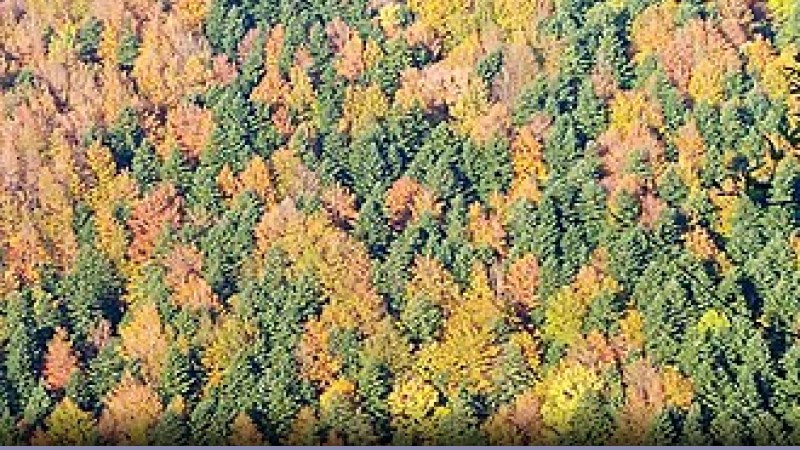 Foreste: la deforestazione nel 2015 - Analisi Completa