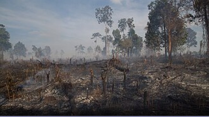 Foreste: la deforestazione nel 2016