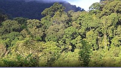 Foreste: la deforestazione nel 2016