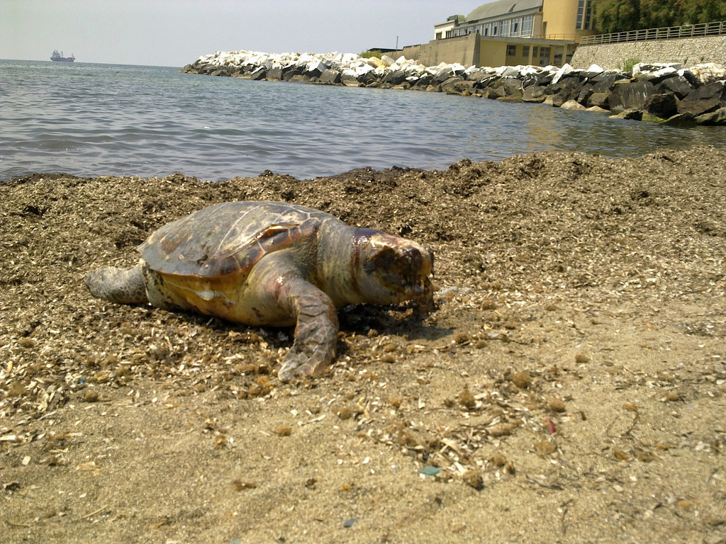 Tartaruga Caretta caretta