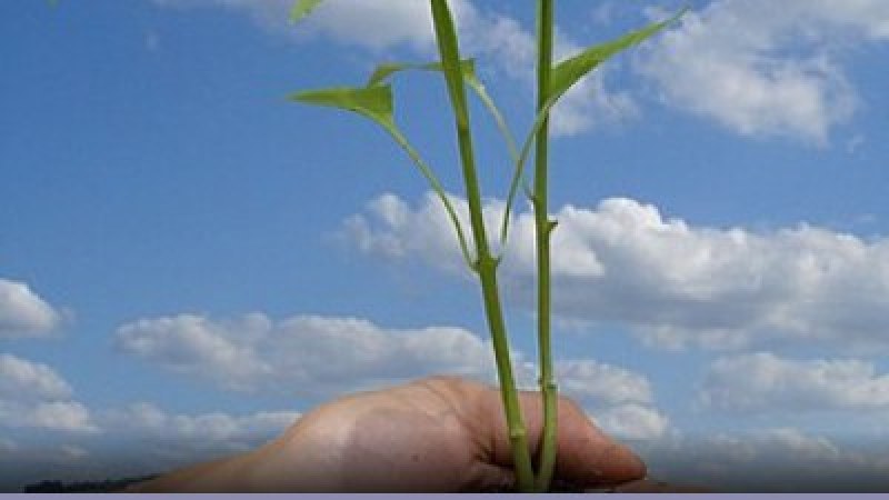 Ambiente 2016: le sfide del pianeta: cosa sapere 370