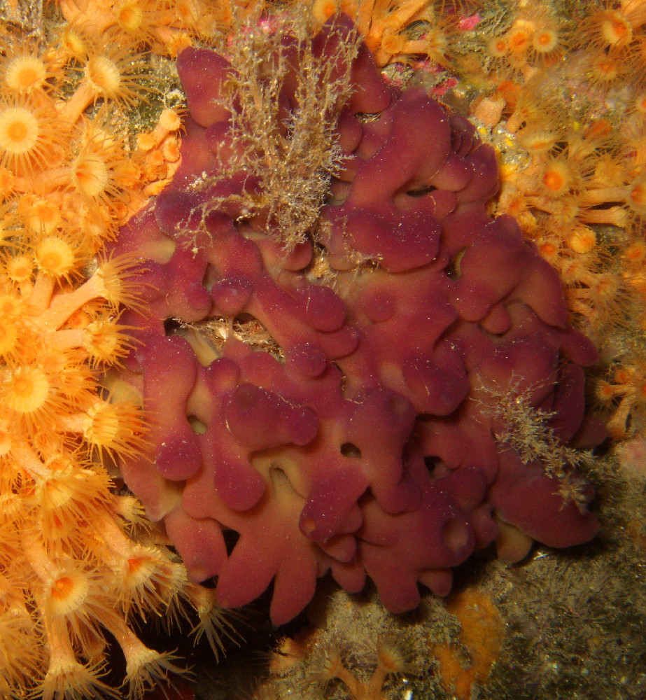 Oscarella lobularis