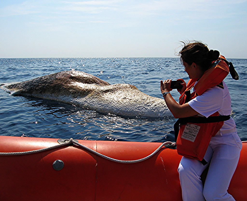 Balenottera morta al largo di Marina di Pisa