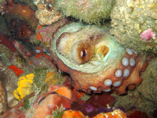 Octopus vulgaris