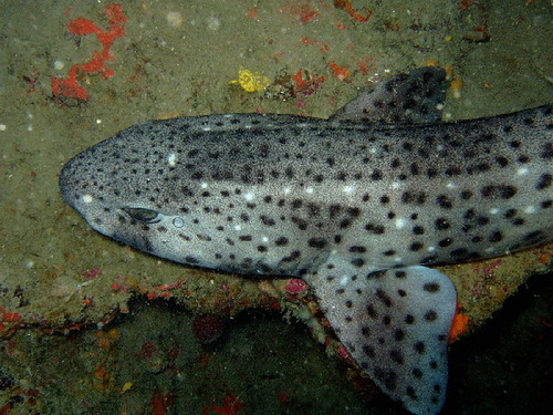 Scyliorhinus stellaris