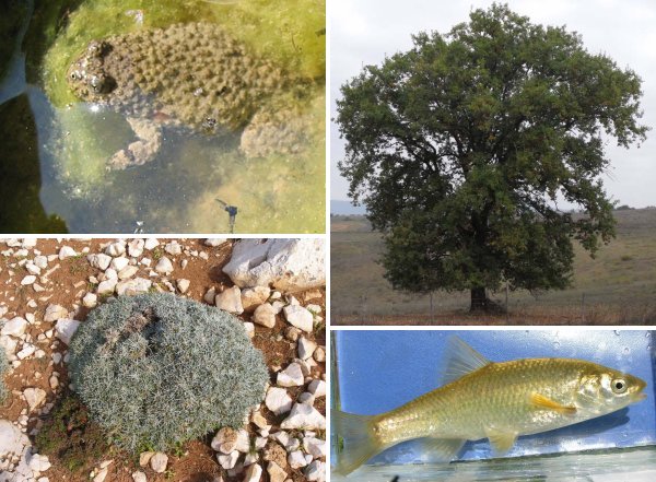Collage biodiversità Italia