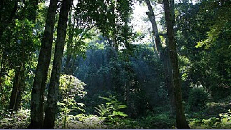 Foreste: la deforestazione nel 2020