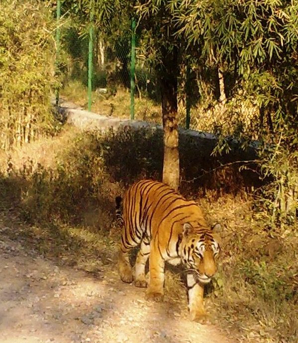 Biodiversità in India