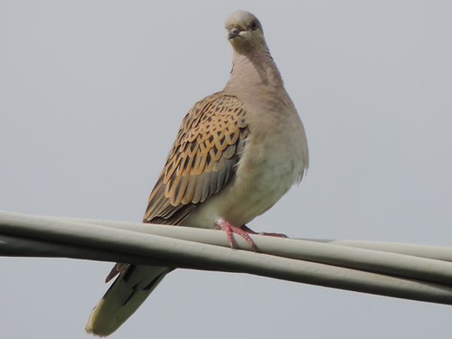 ECO BIRDS ENERGIE RINNOVABILI 2015