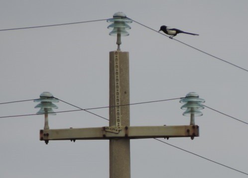 ECO BIRDS ENERGIE RINNOVABILI 2015