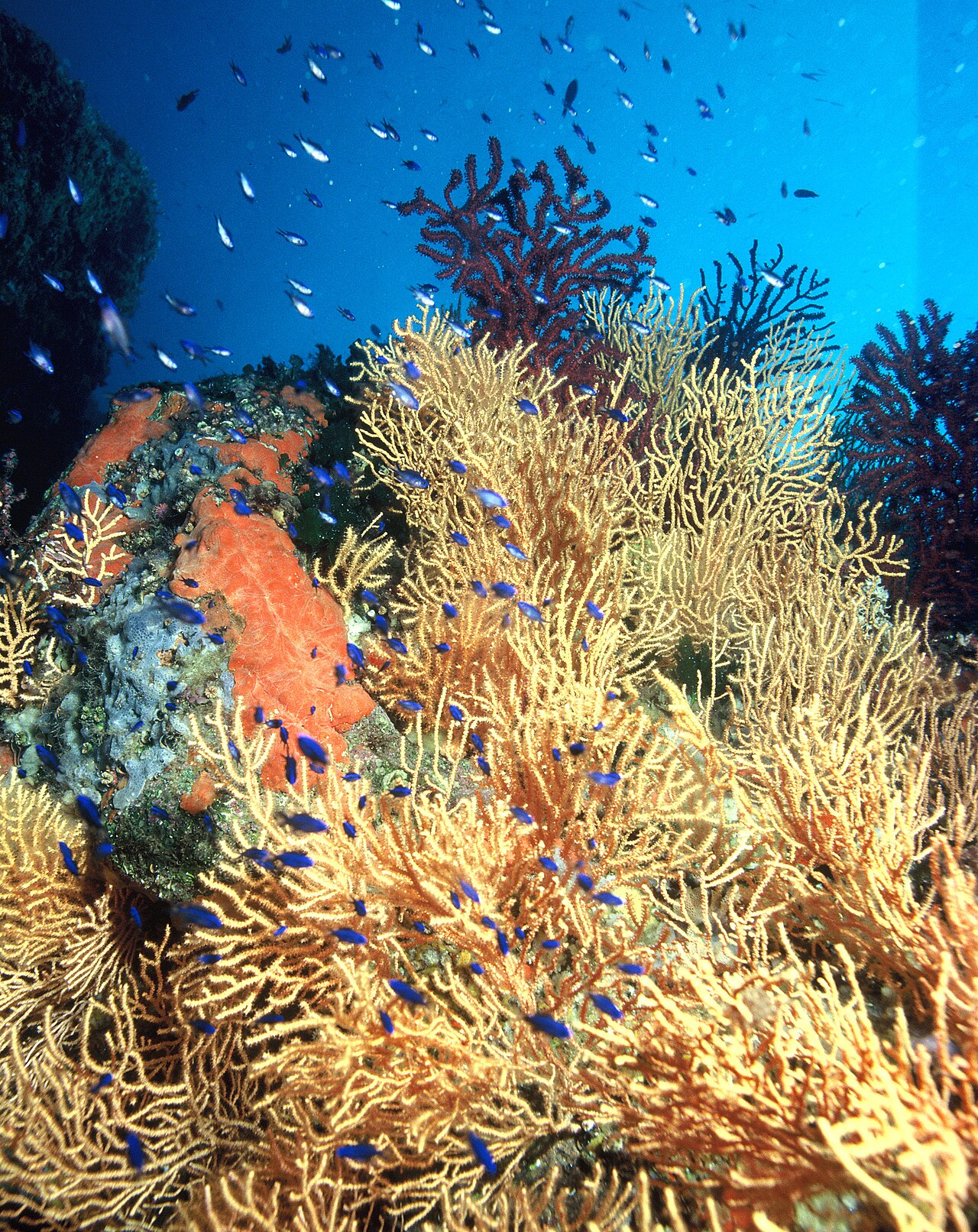 Punto caldo di biodiversità