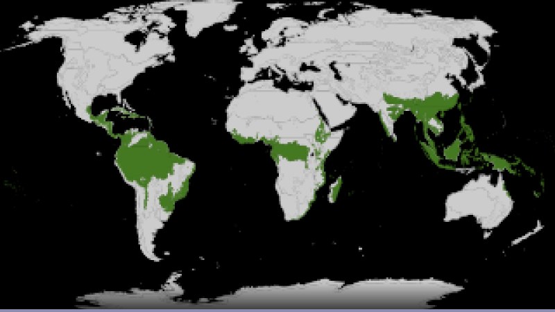 Foreste: la deforestazione nel 2023 - Analisi Completa