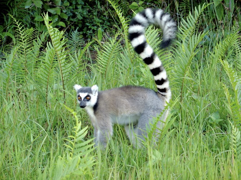 Biodiversità in Madagascar