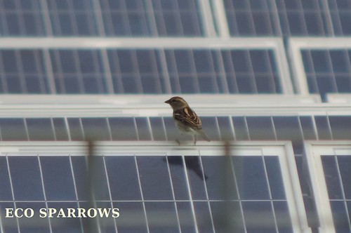 ECO BIRDS ENERGIE RINNOVABILI 2015
