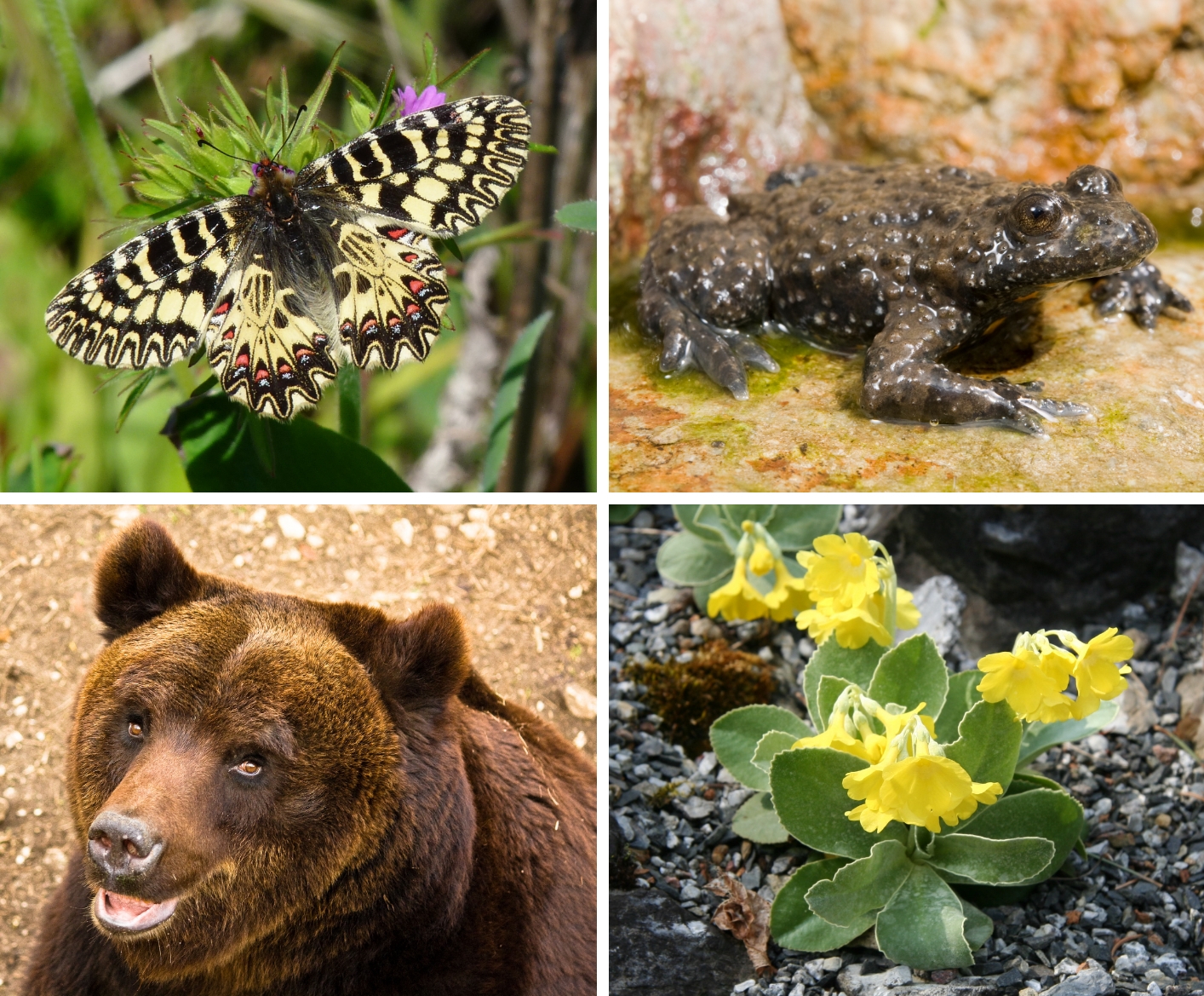 Collage biodiversità Italia 2