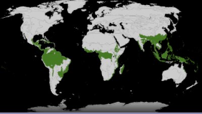 Foreste: la deforestazione nel 2024 - Analisi Completa