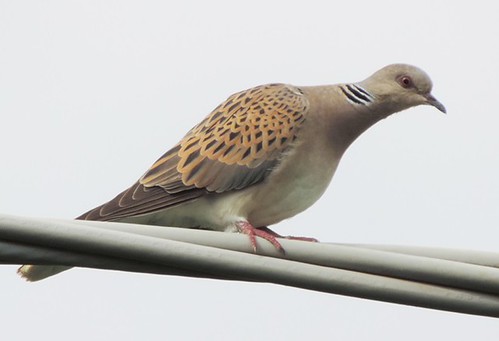 ECO BIRDS ENERGIE RINNOVABILI 2015