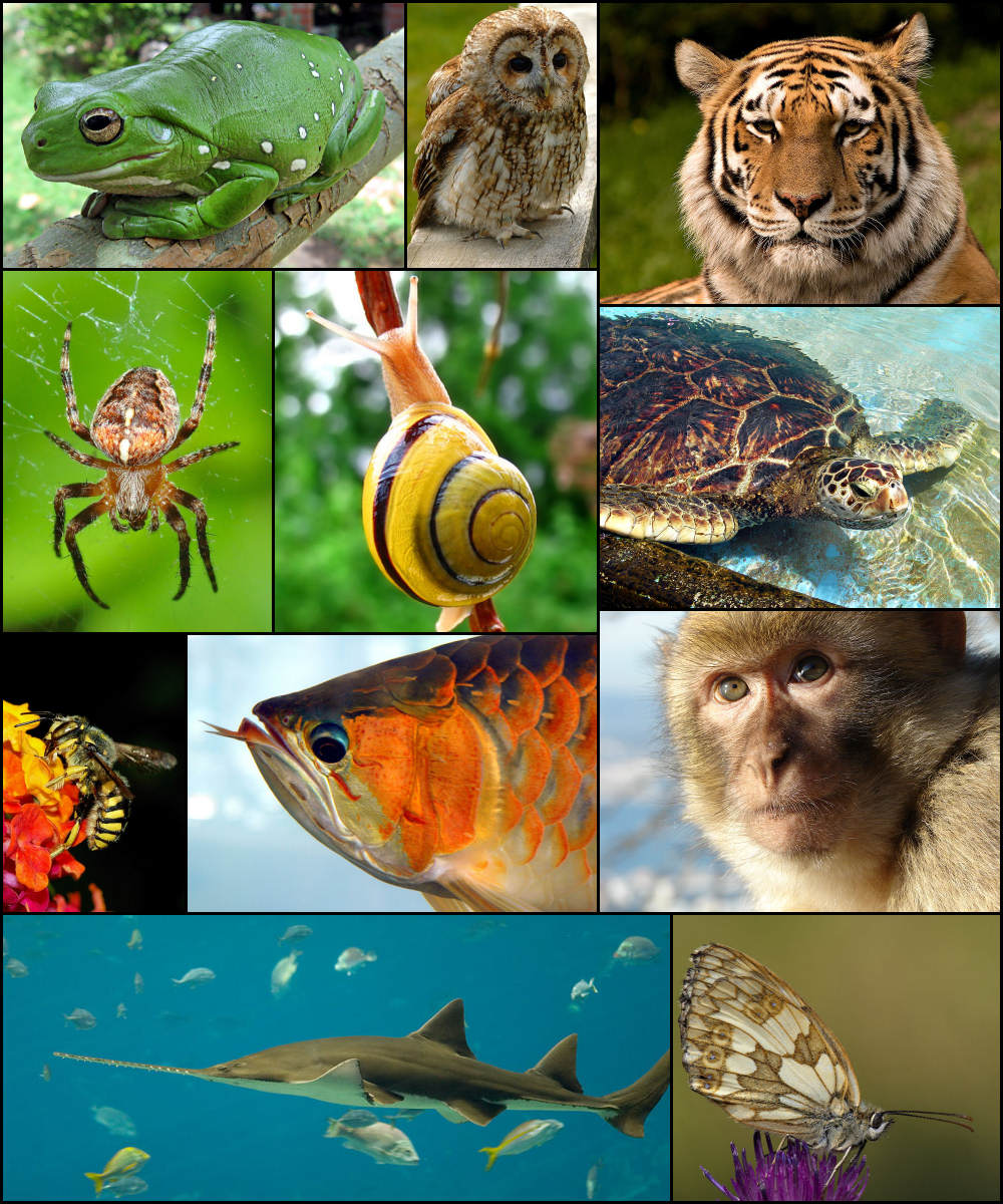 Biodiversità