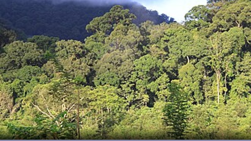Foreste: la deforestazione nel 2025: cosa sapere 126