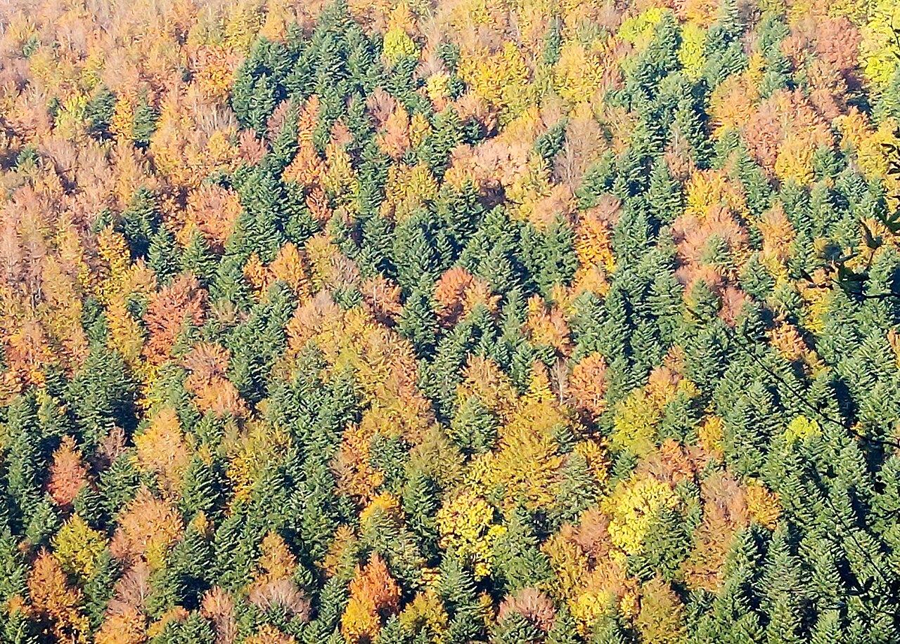 Parco nazionale delle Foreste Casentinesi, Monte Falterona e Campigna