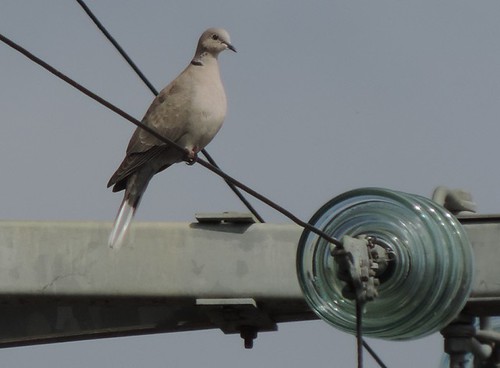 ECO BIRDS ENERGIE RINNOVABILI 2015