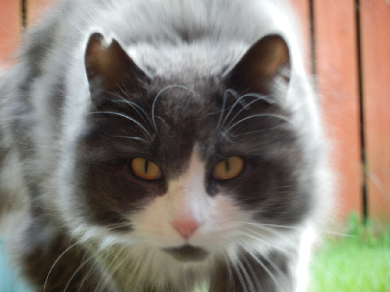 Gatto delle foreste norvegesi