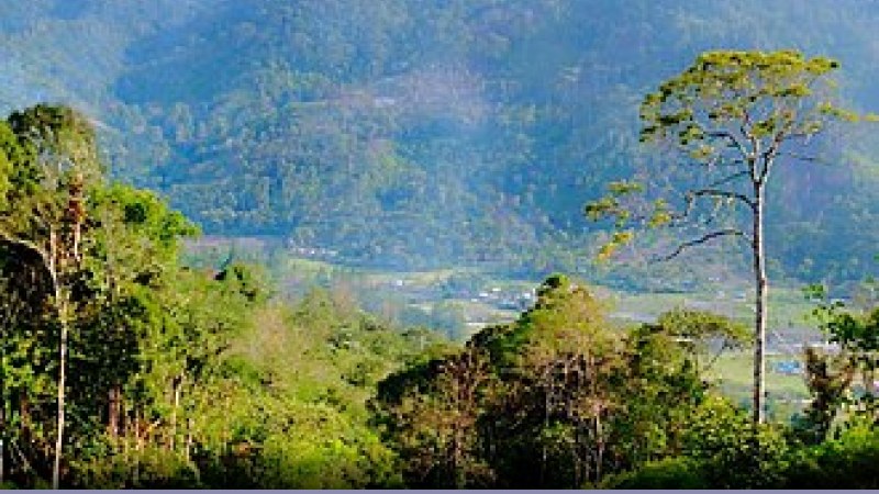 Foreste: la deforestazione nel 2026