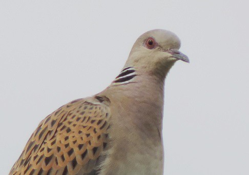 ECO BIRDS ENERGIE RINNOVABILI 2015