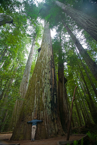 Bonus: Founders Tree
