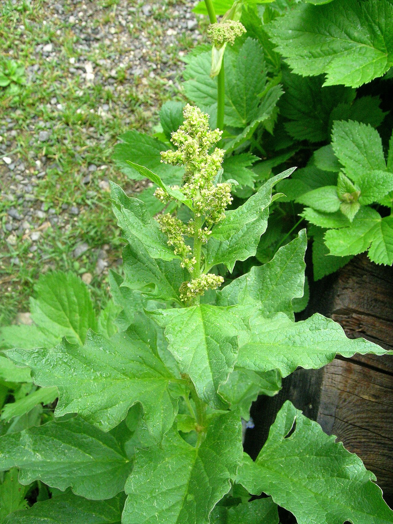 Blitum bonus-henricus