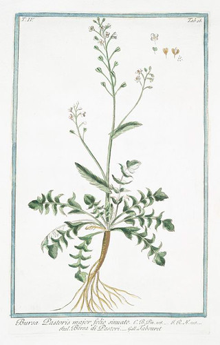Shepherd's Purse. Bursa Pastoris major folio sinuato = Borsa di Pastori = Tabouret. [Shepherd's purse] Hortus Romanus..1772-1793.