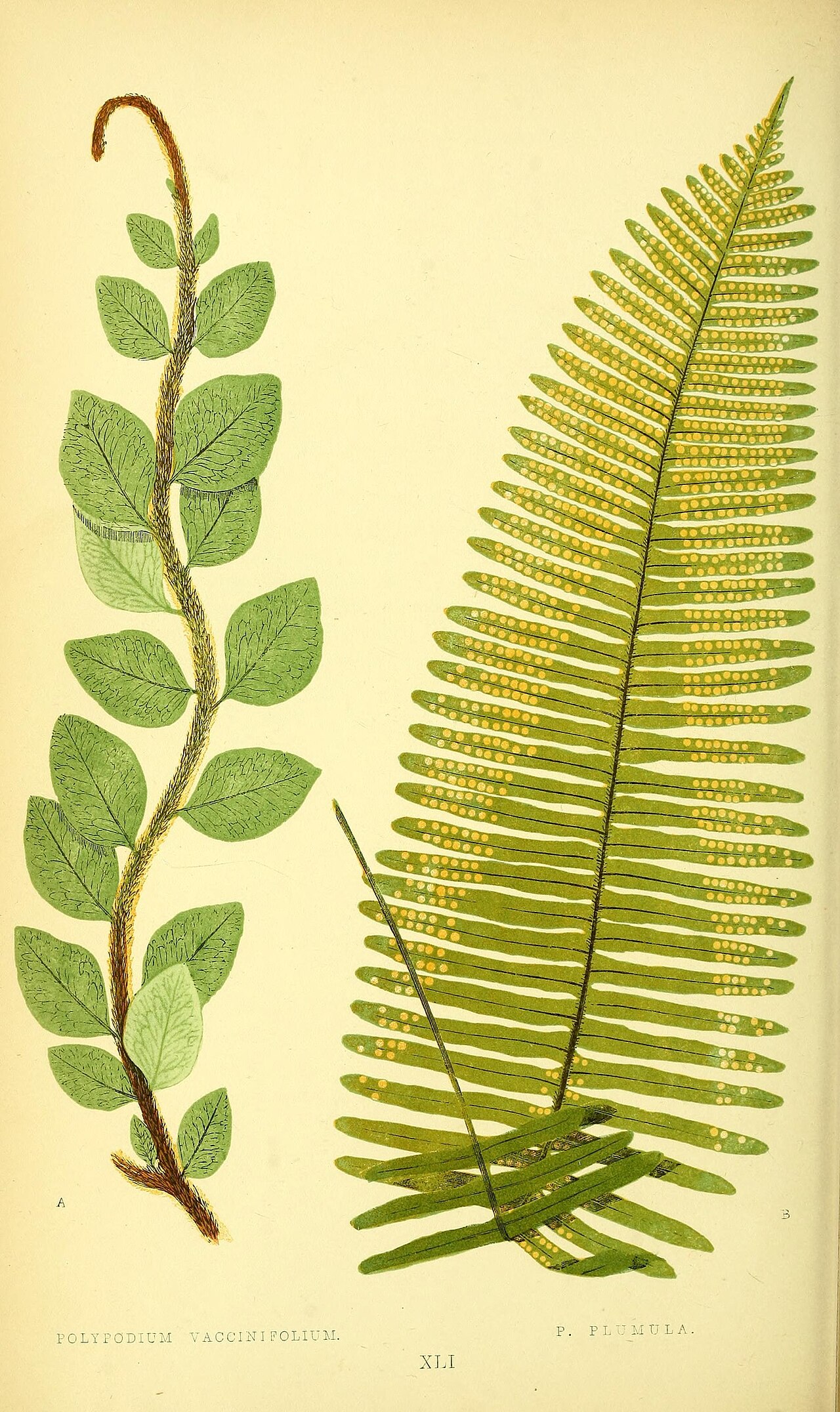 Ferns- British and exotic (Pl. XLI) (8144970371).jpg