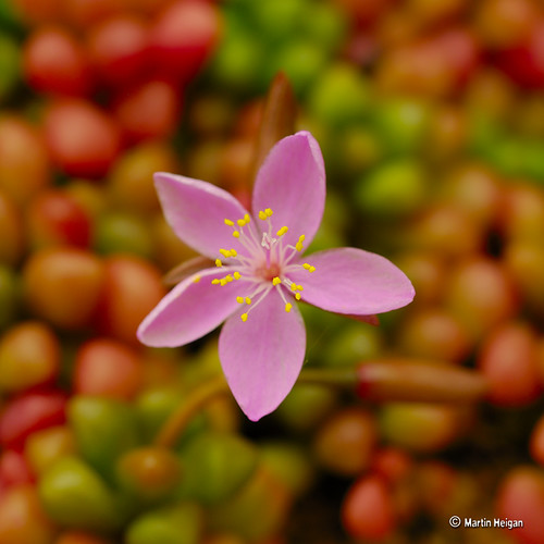 Anacampseros subnuda var. lubbersii flower