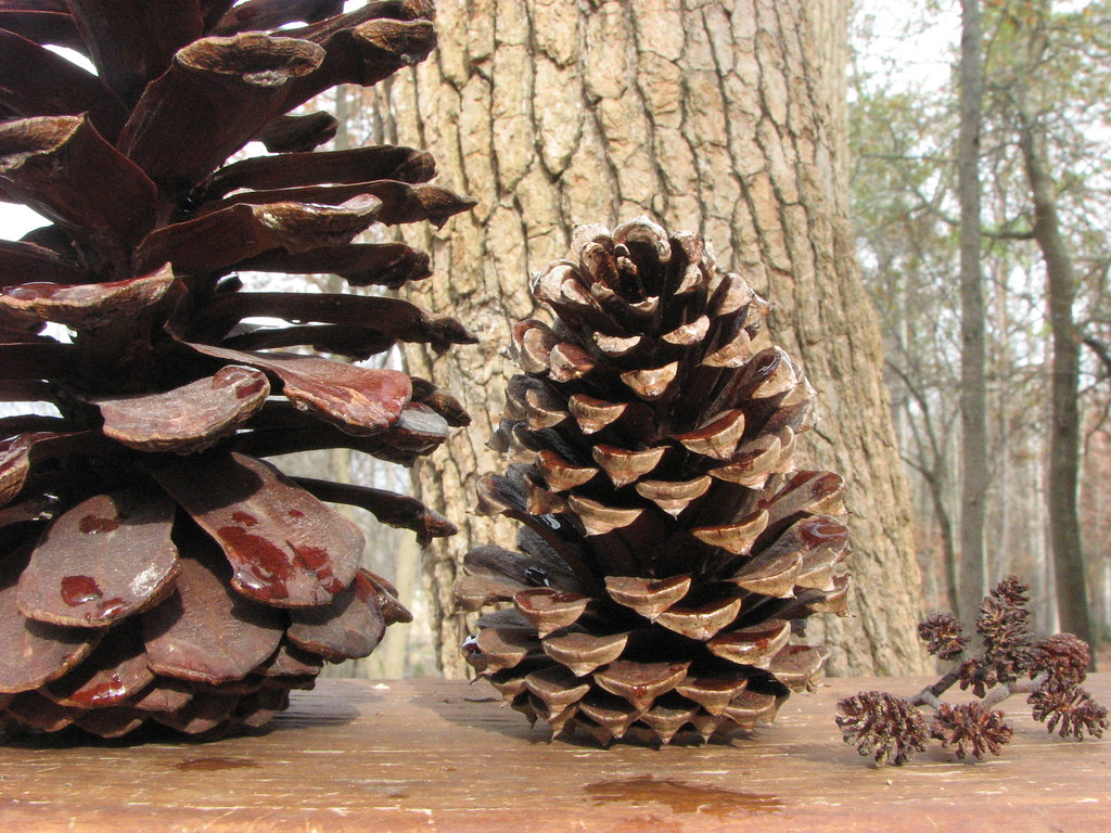 Papa Bear, Mama Bear, Baby Bear - the Georgia Cone family